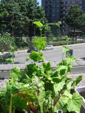 Zuchini sur Ontario